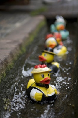 nur Enten.jpg
